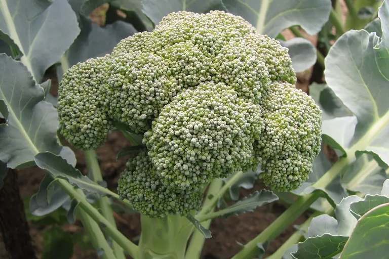 Spargelbrokkoli: Genuss vom Stiel bis zum R&ouml;schen