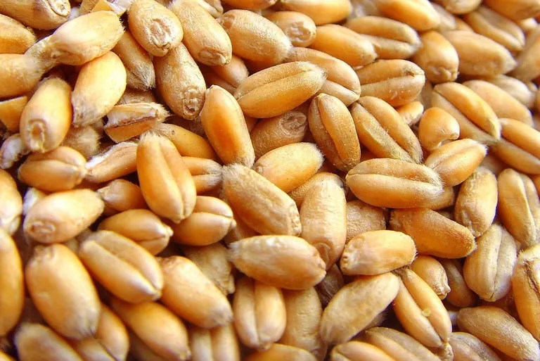 Zöliakie: Diagnose erleichtern, Lebensqualität steigern