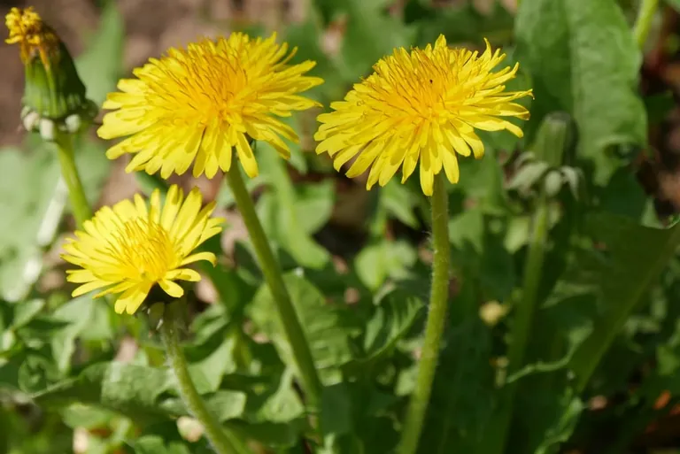 Wildkr&auml;uter f&uuml;r den Salat