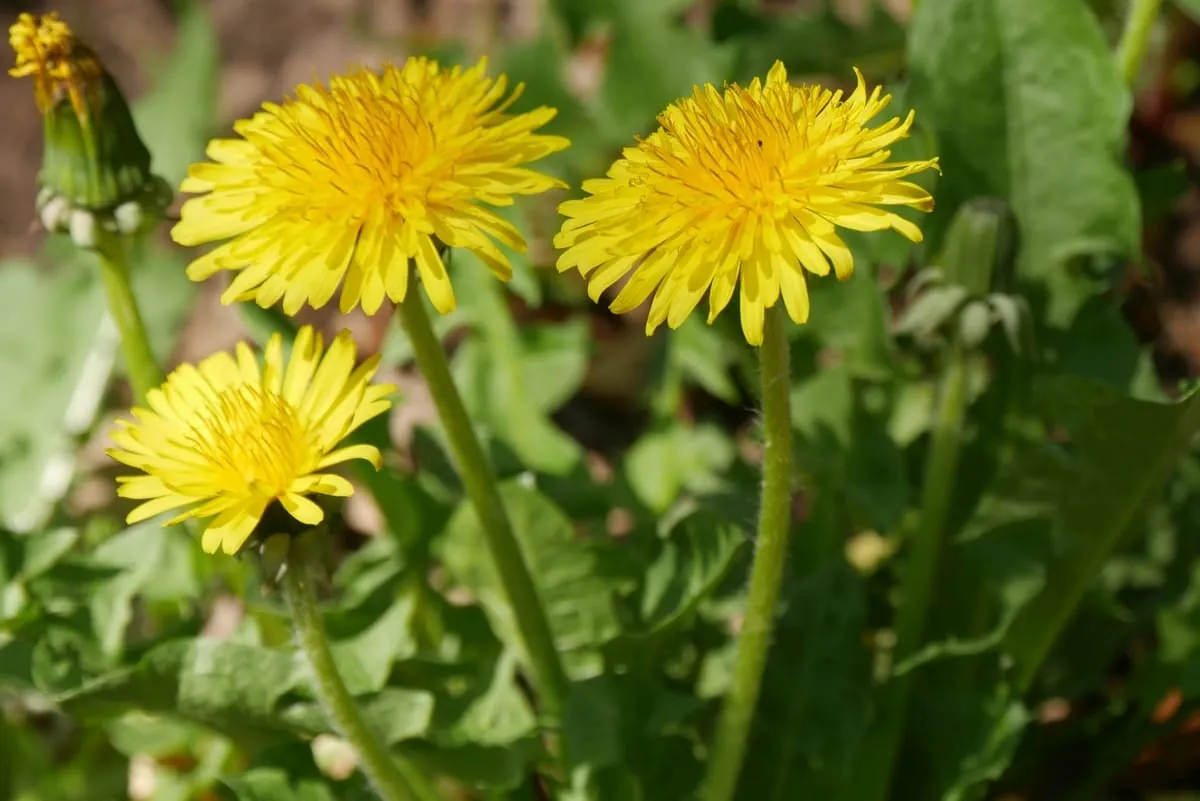Wildkräuter für den Salat
