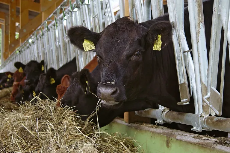 Erzeugerpreise für Rinder und Schlachtschweine gestiegen