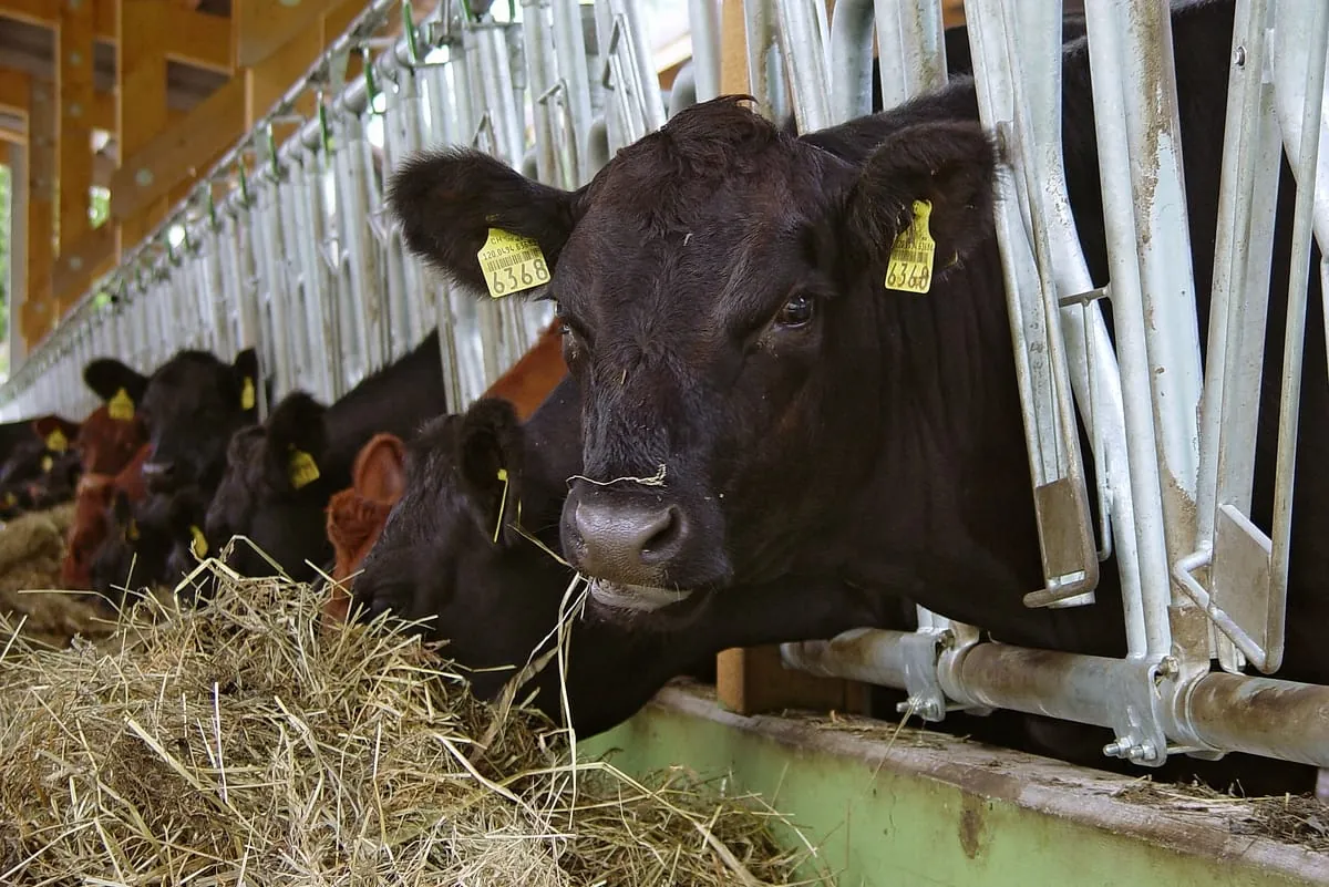 Erzeugerpreise für Rinder und Schlachtschweine gestiegen