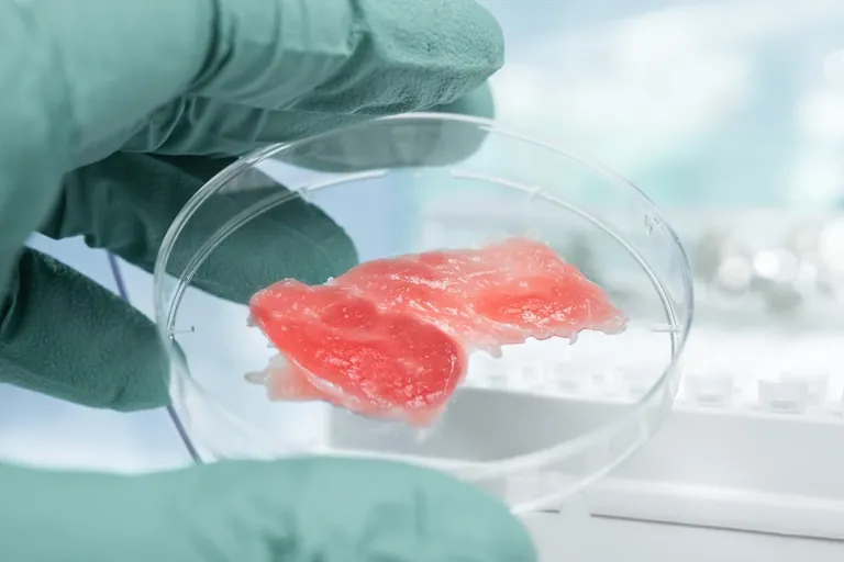 In-vitro-Burger auf dem Teller