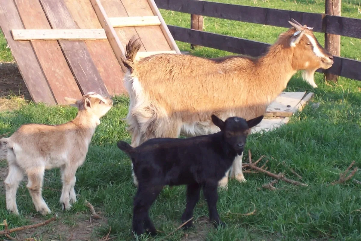 Ziegenkäse: Von kräftig-aromatisch bis fruchtig-süß