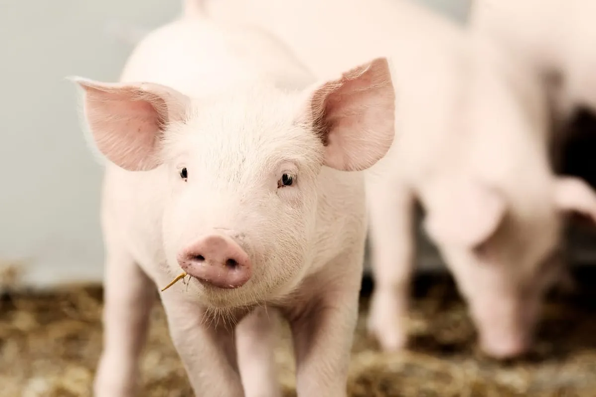 Höhere Preise für landwirtschaftliche Erzeugnisse