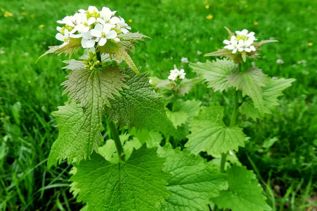 Knoblauchsrauke: Würziges Aroma für Pesto und Salat