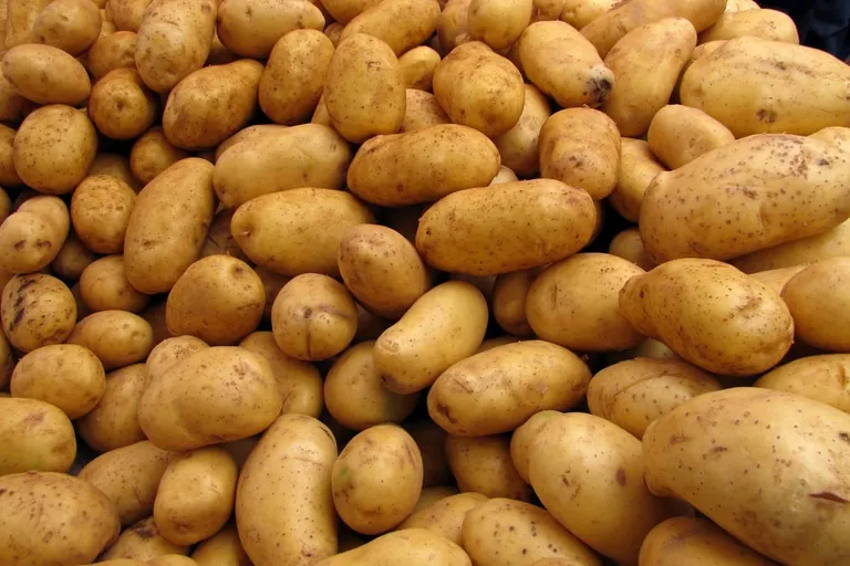 Nicht nur zur Spargelzeit: Deutsche Fr&uuml;hkartoffeln