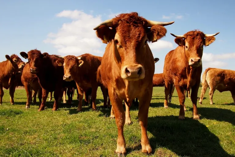 Preise für tierische Erzeugnisse deutlich gestiegen