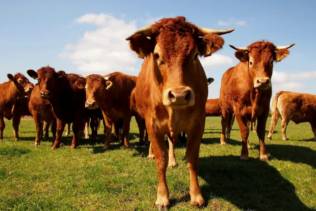 Preise für tierische Erzeugnisse deutlich gestiegen