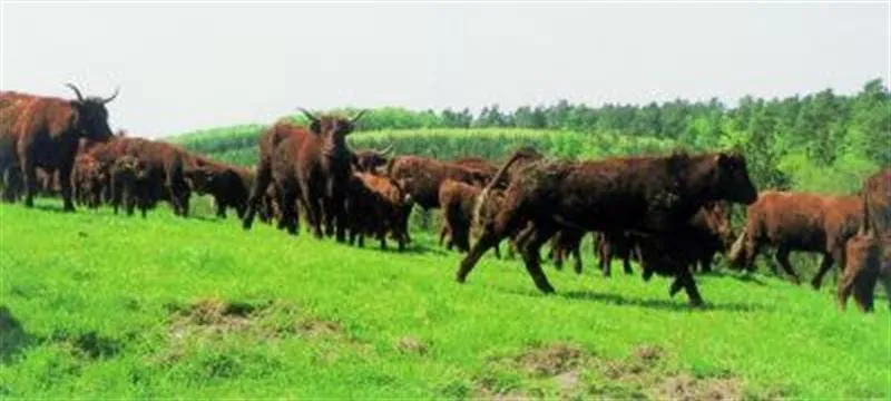 Gebirgsrinder in Mecklenburg