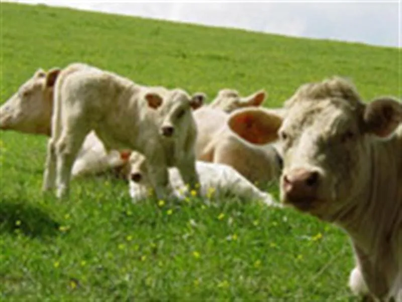 Charolais-Rind „Boeuf de Charolles“ erhält Siegel für geschützte Ursprungsbezeichung