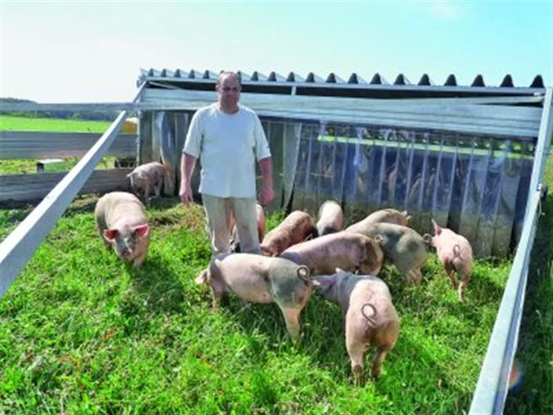 Camping für Schweine