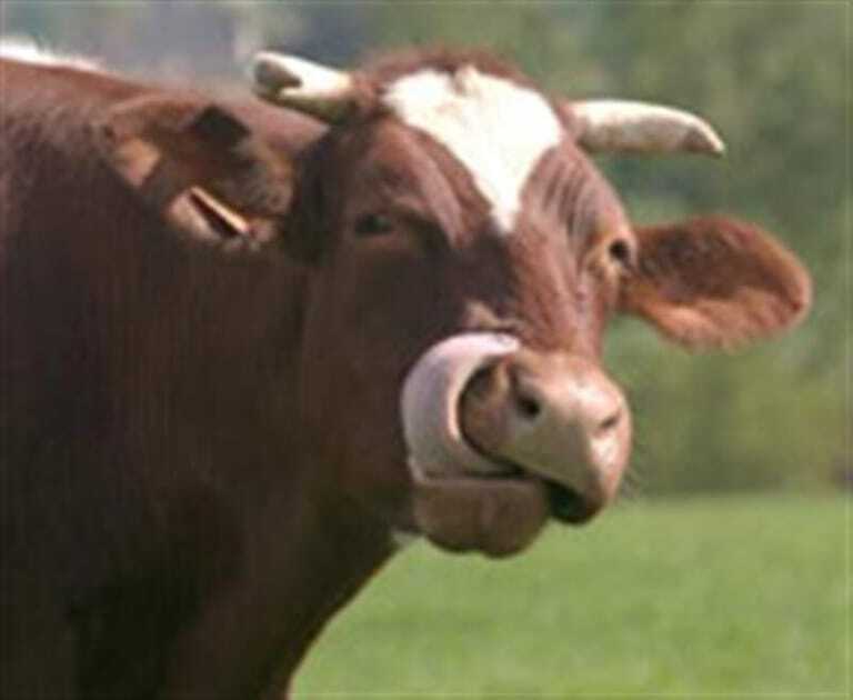 Rindfleisch der Region Maine-Anjou - Die Fleischerei