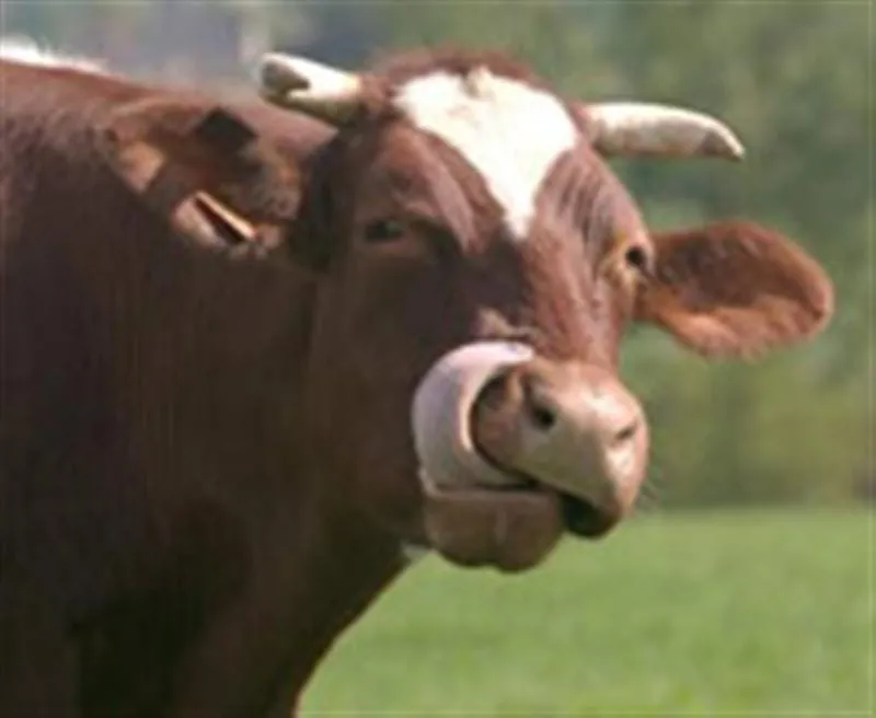 Rindfleisch der Region Maine-Anjou