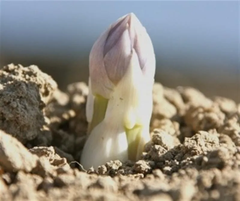 Mehr Umsatz mit Spargel