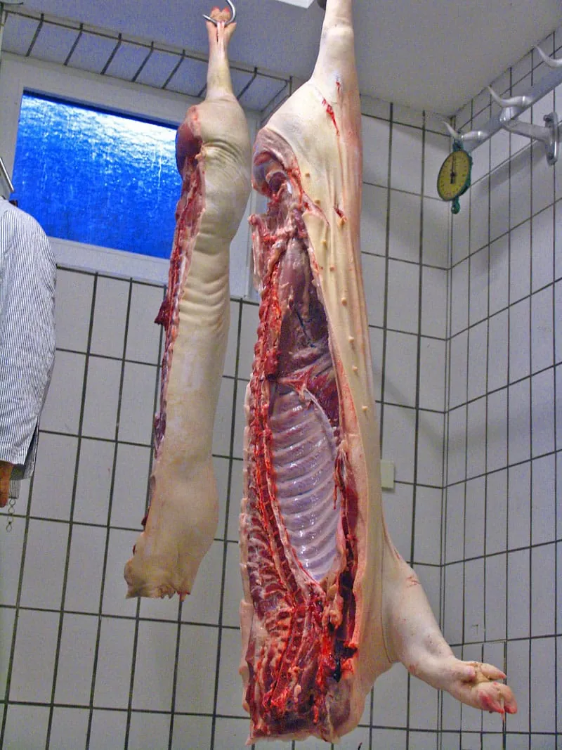 Neue Handelsklasse für Schweine