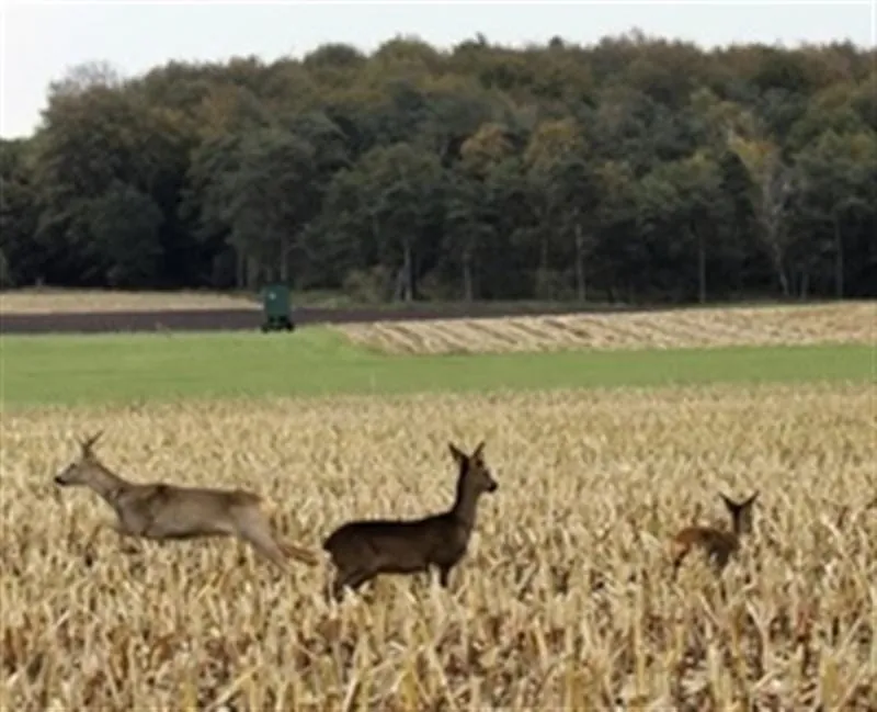 Wildfleisch hat immer Saison