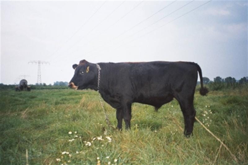 Black Angus Beef - Die Fleischerei