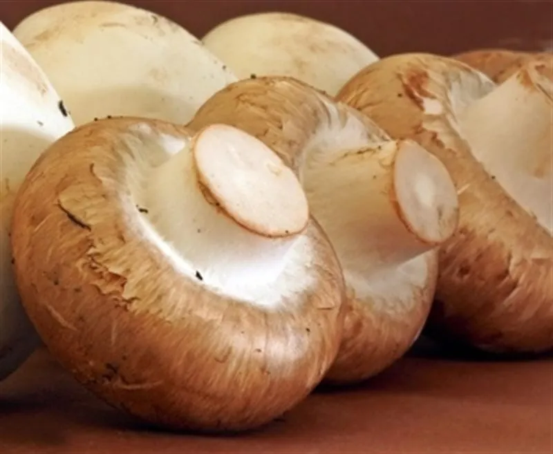 Große Champignons