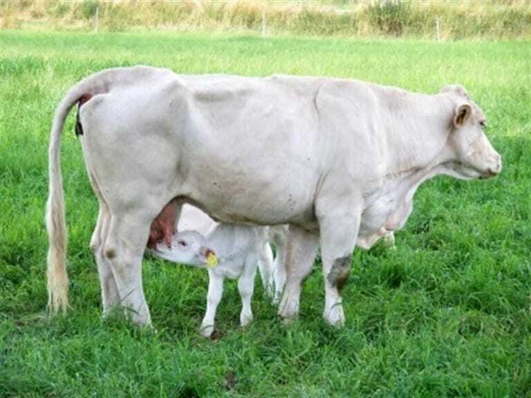 Piemonteser - Die Fleischerei