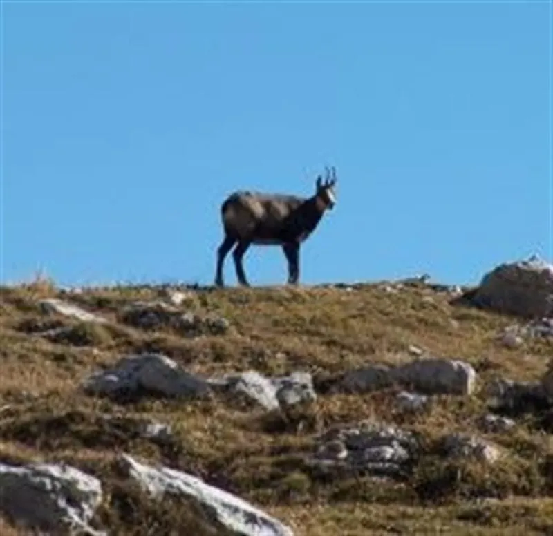 Wild vom Berg - Gams