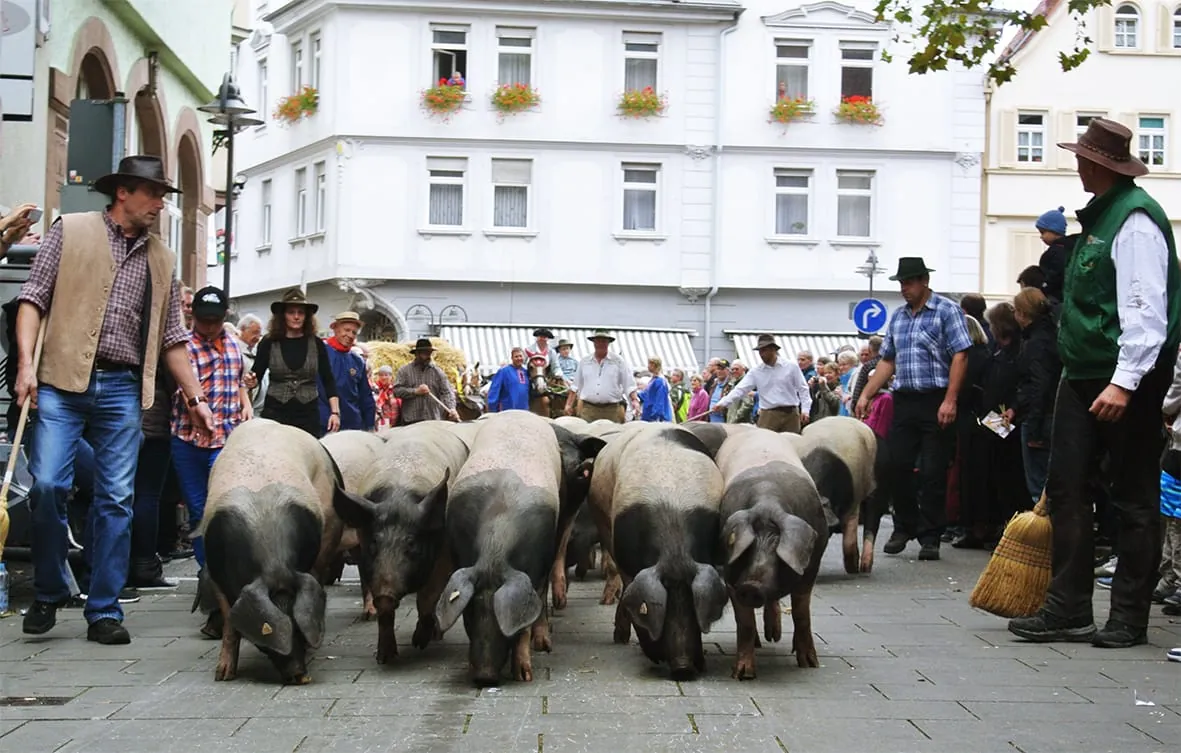 BESH: Schwäbisch-Hällische Schweine auf dem Cannstatter Wasen