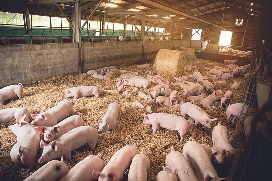 Kaufland: Schweinefleisch „Ohne Gentechnik“