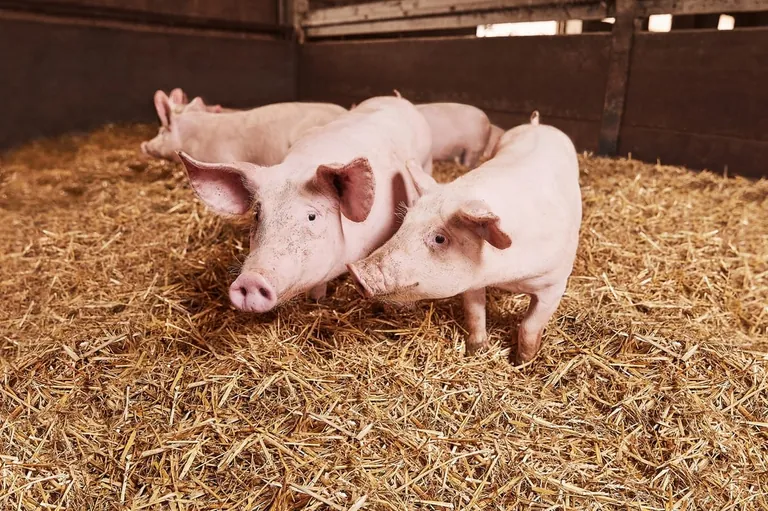 Schweinefleisch: Kaufland setzt auf deutsche Herkunft