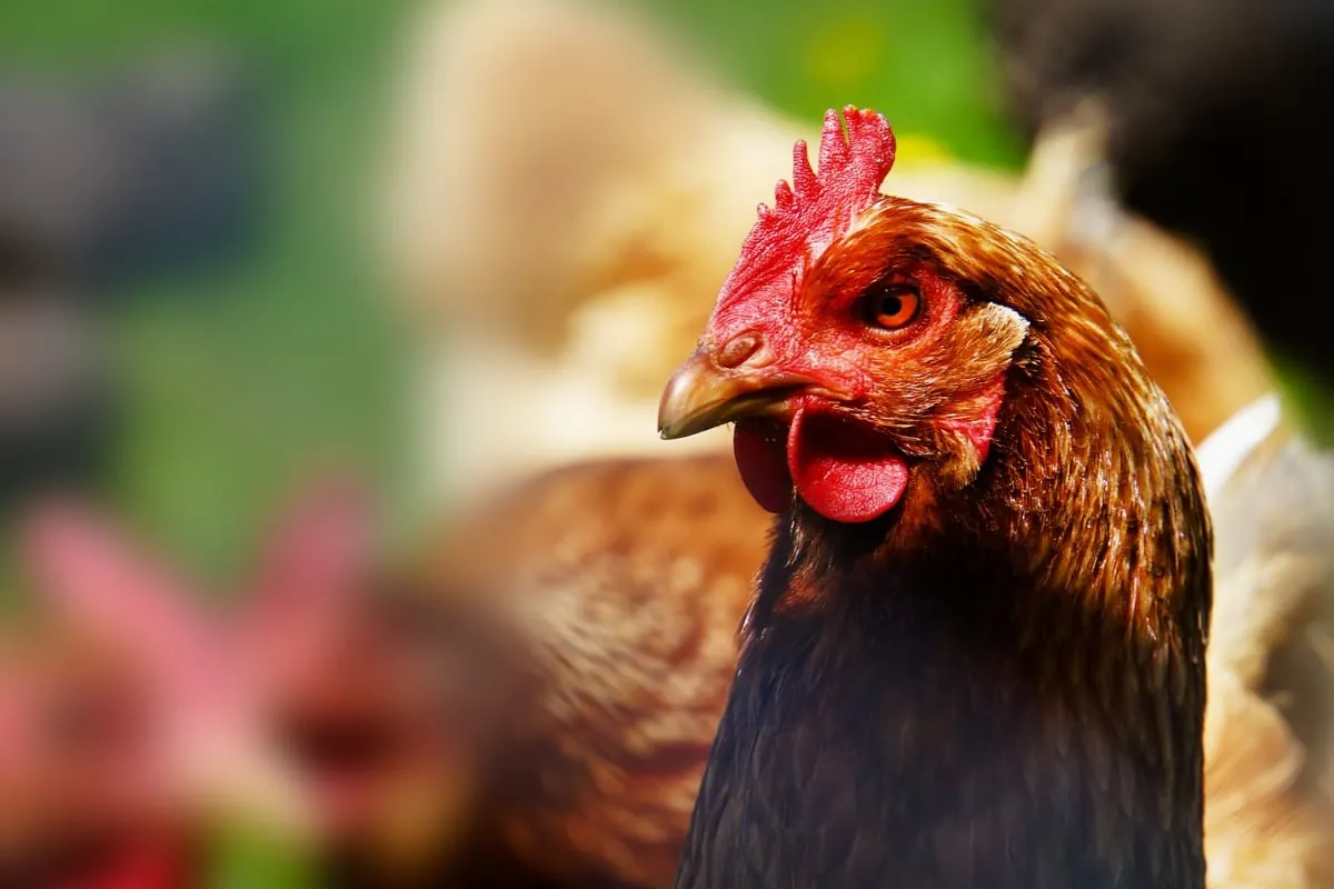 PHW-Gruppe baut Tierwohlkonzept aus