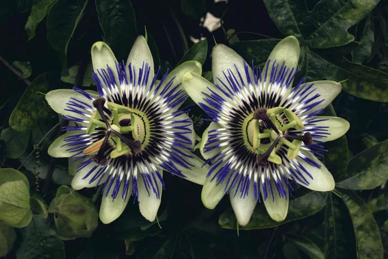 Curuba: Die Bananen-Passionsfrucht