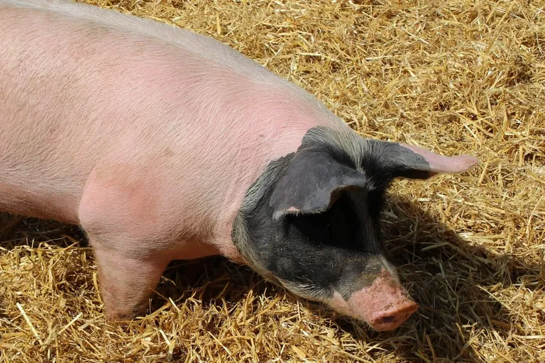 Proteine der Zukunft