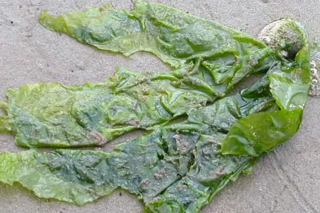 Alternative Proteinquellen