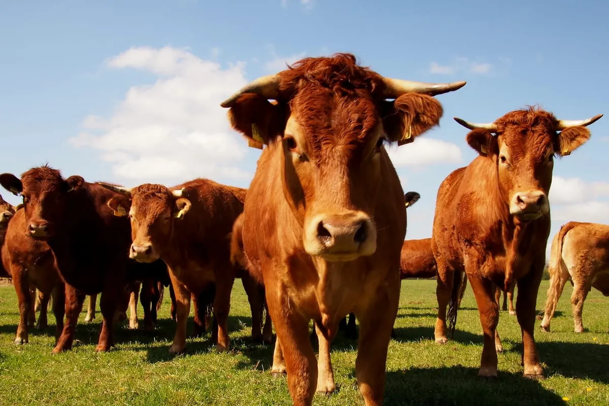 Preise für tierische Erzeugnisse um fast 40 % gestiegen