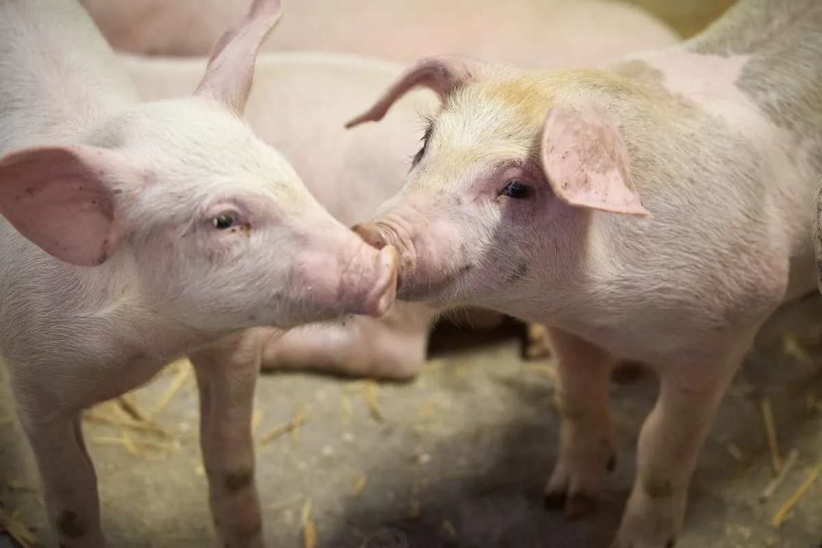 Schlachtschweine um 42,8 Prozent teurer