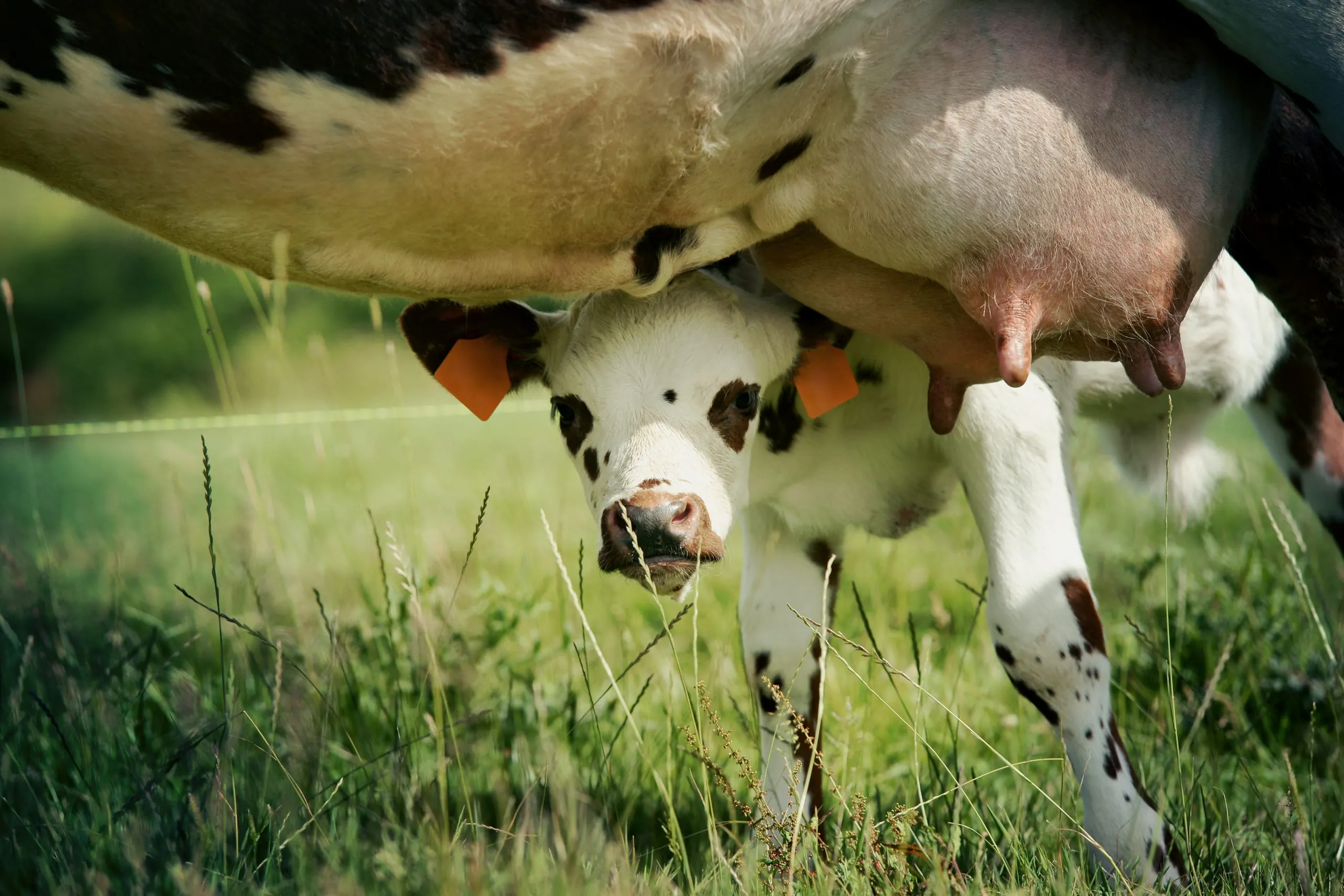 BLE auf der EuroTier: Zukunftsweisende Tierhaltungssysteme