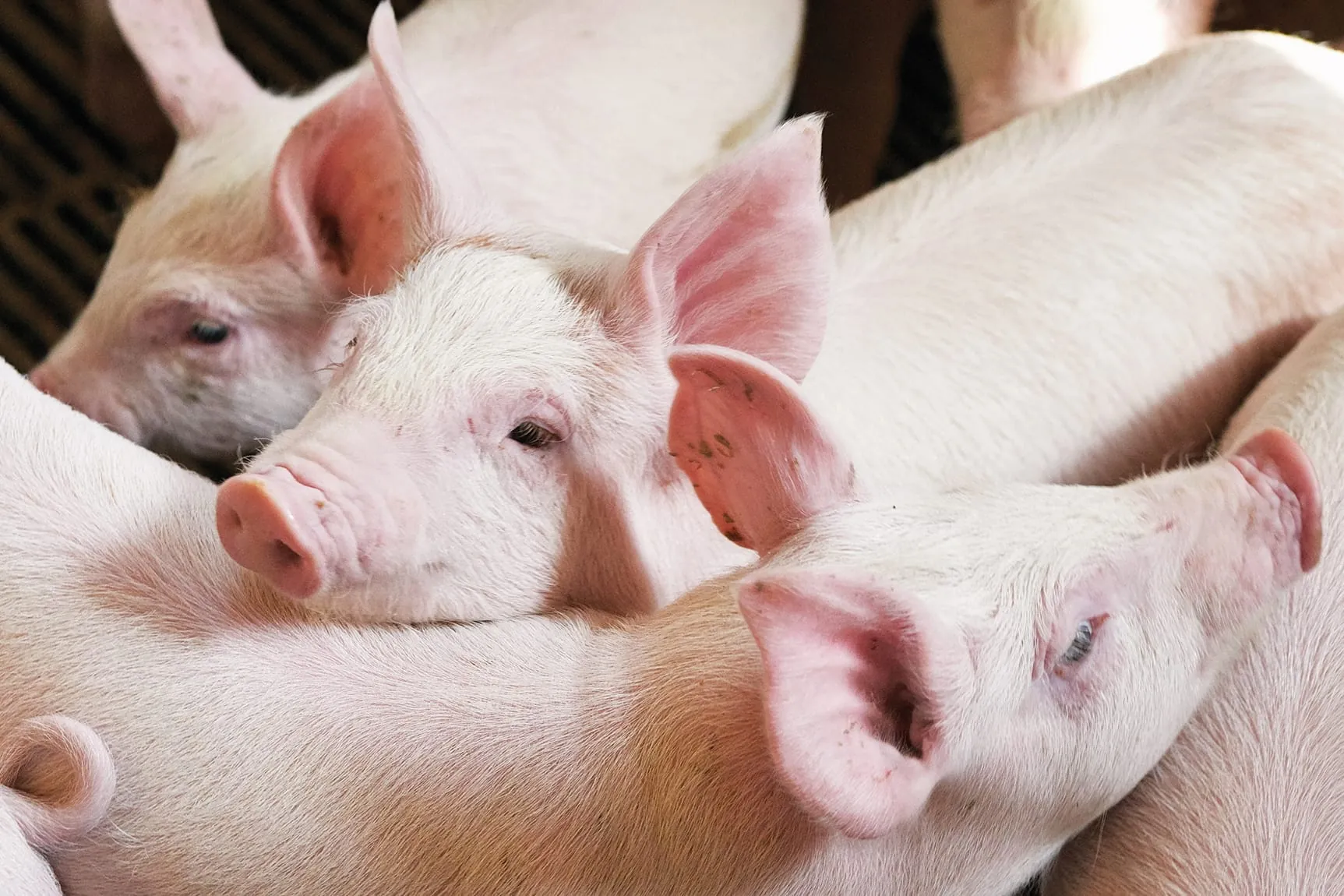 Schlachtschweine um 63,1 Prozent teurer