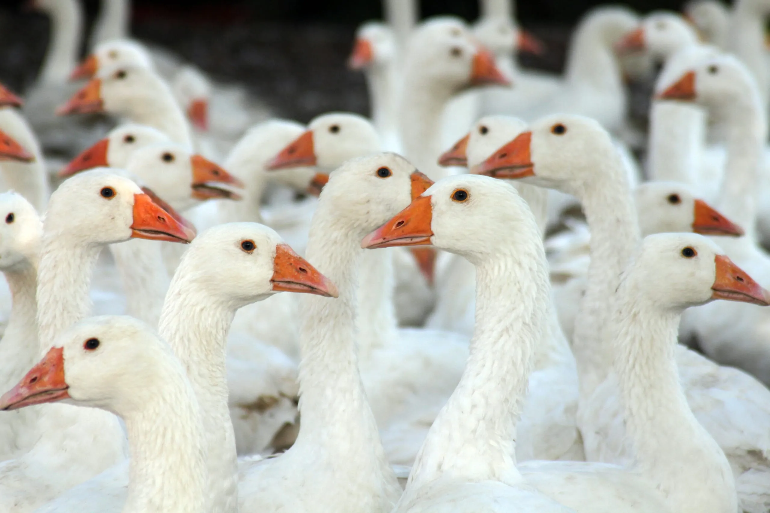 Importiertes Gänsefleisch kommt meist aus Polen und Ungarn