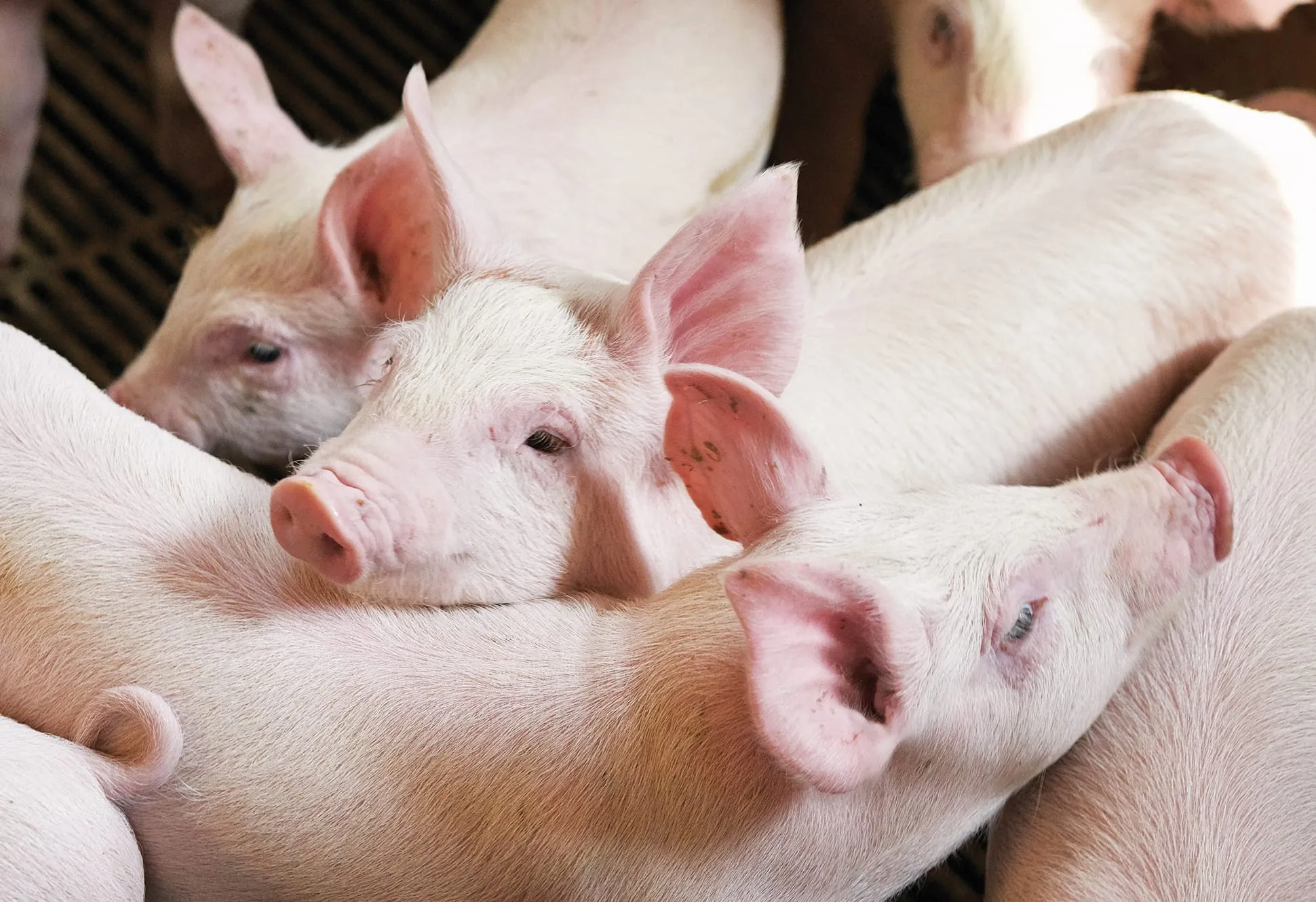 Tierische Erzeugnisse 43,7 % teurer