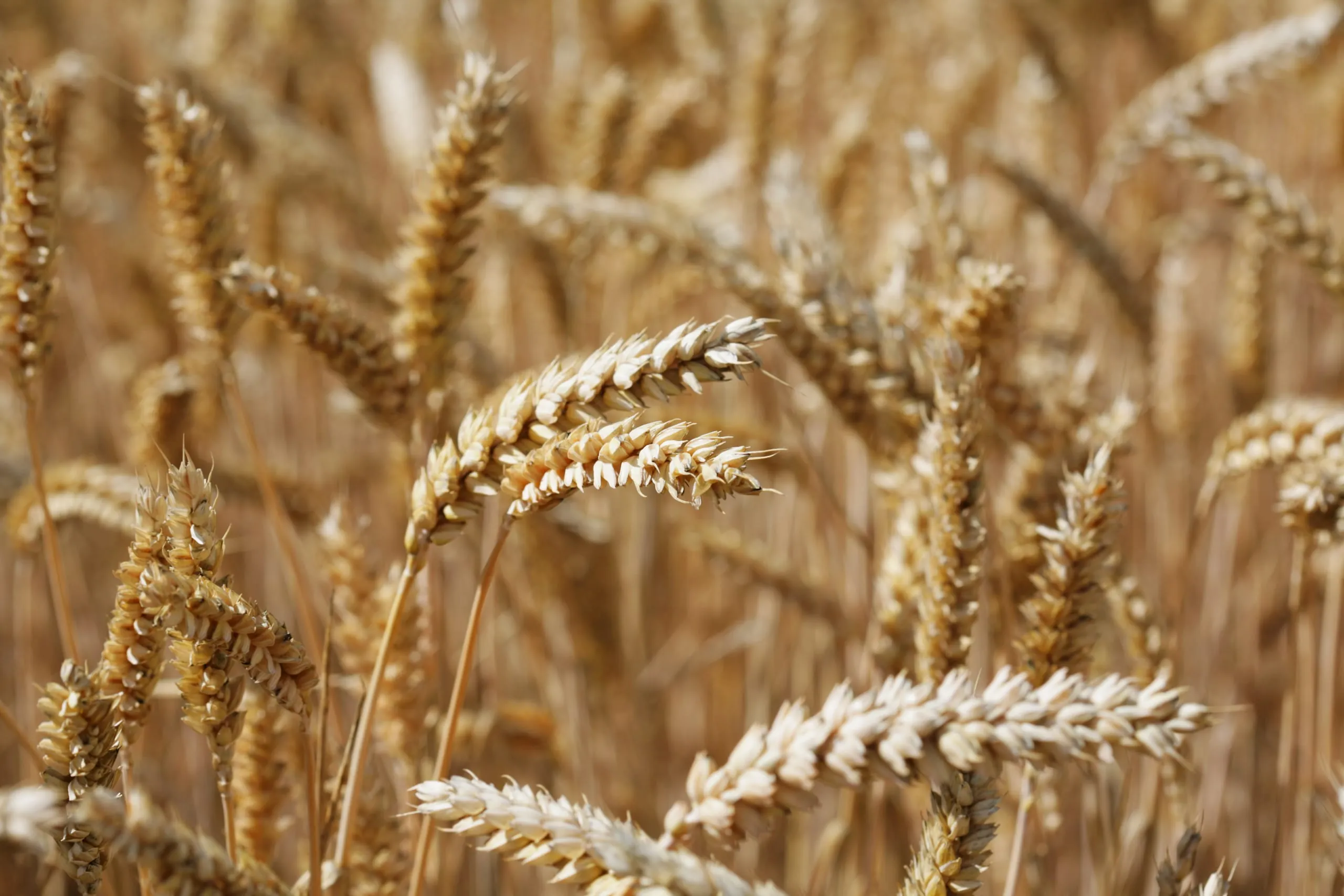 Weizen – Fakten und Zahlen