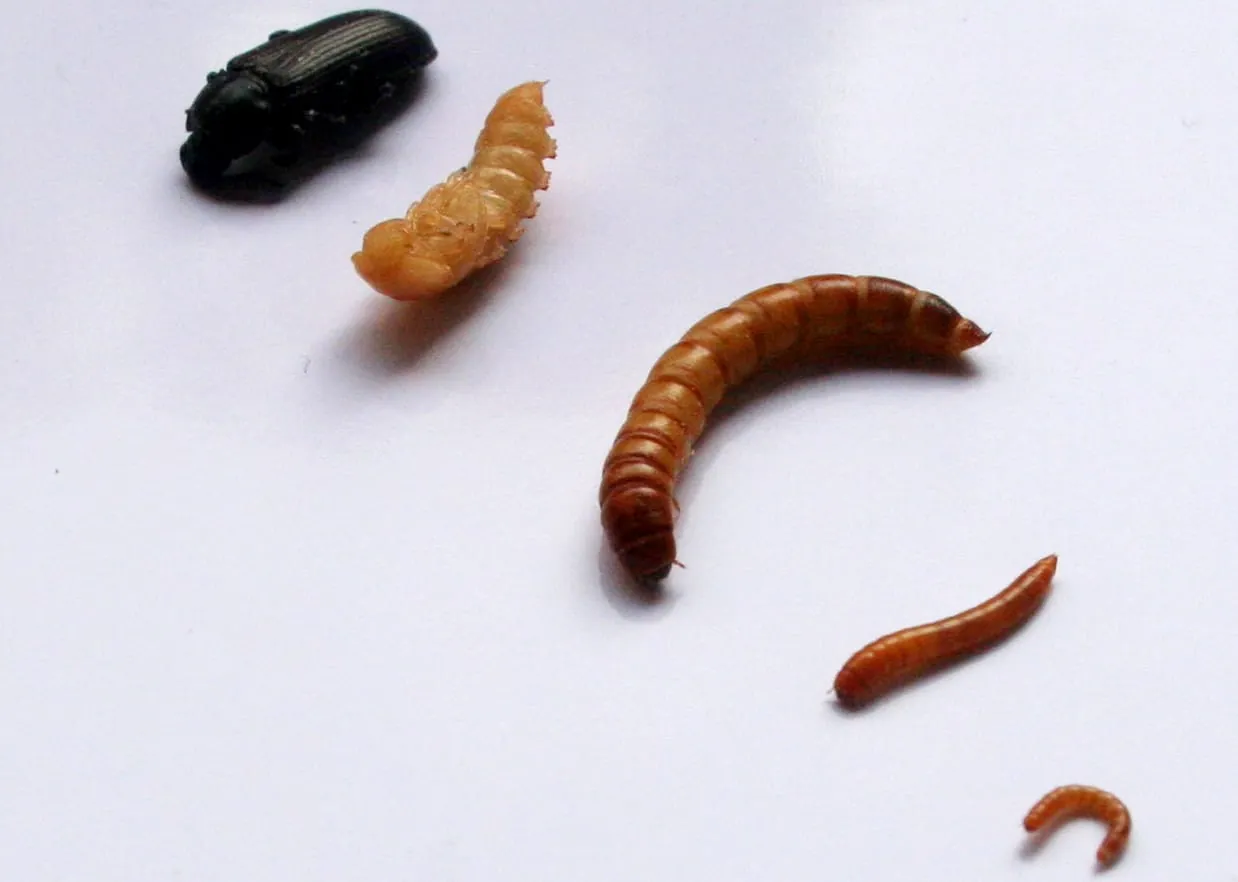 Buffalowurm als Lebensmittelzutat