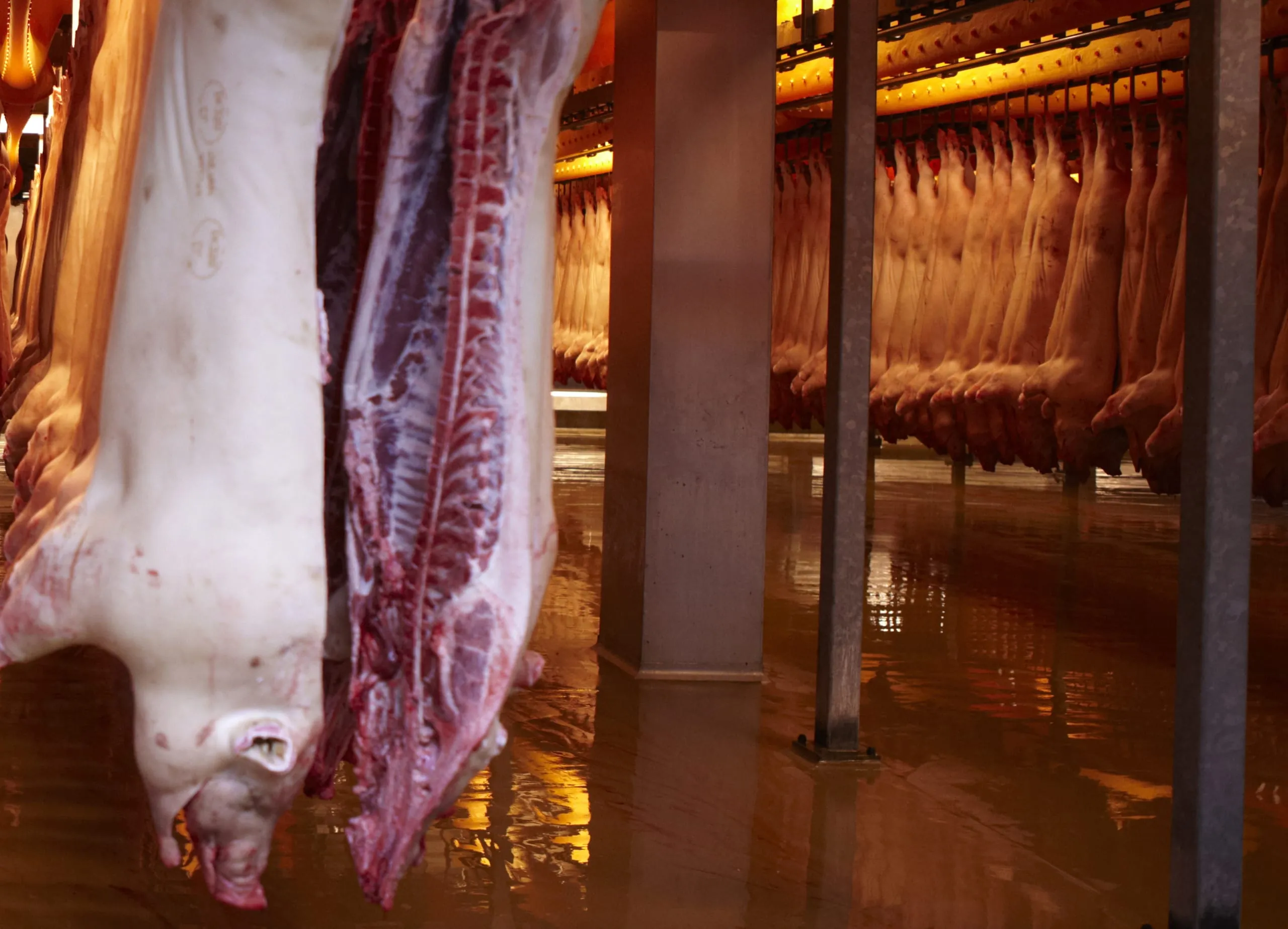 Tierische Produkte im Januar 2023 deutlich teurer