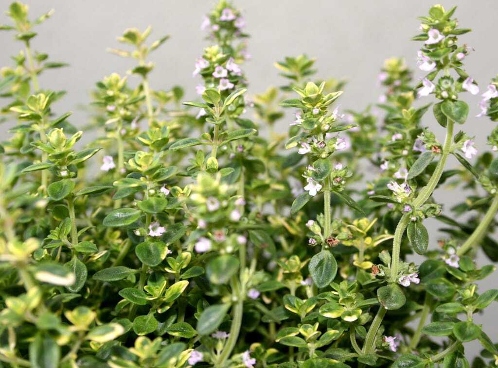 Thymian: Gesundes Würzkraut - Die Fleischerei