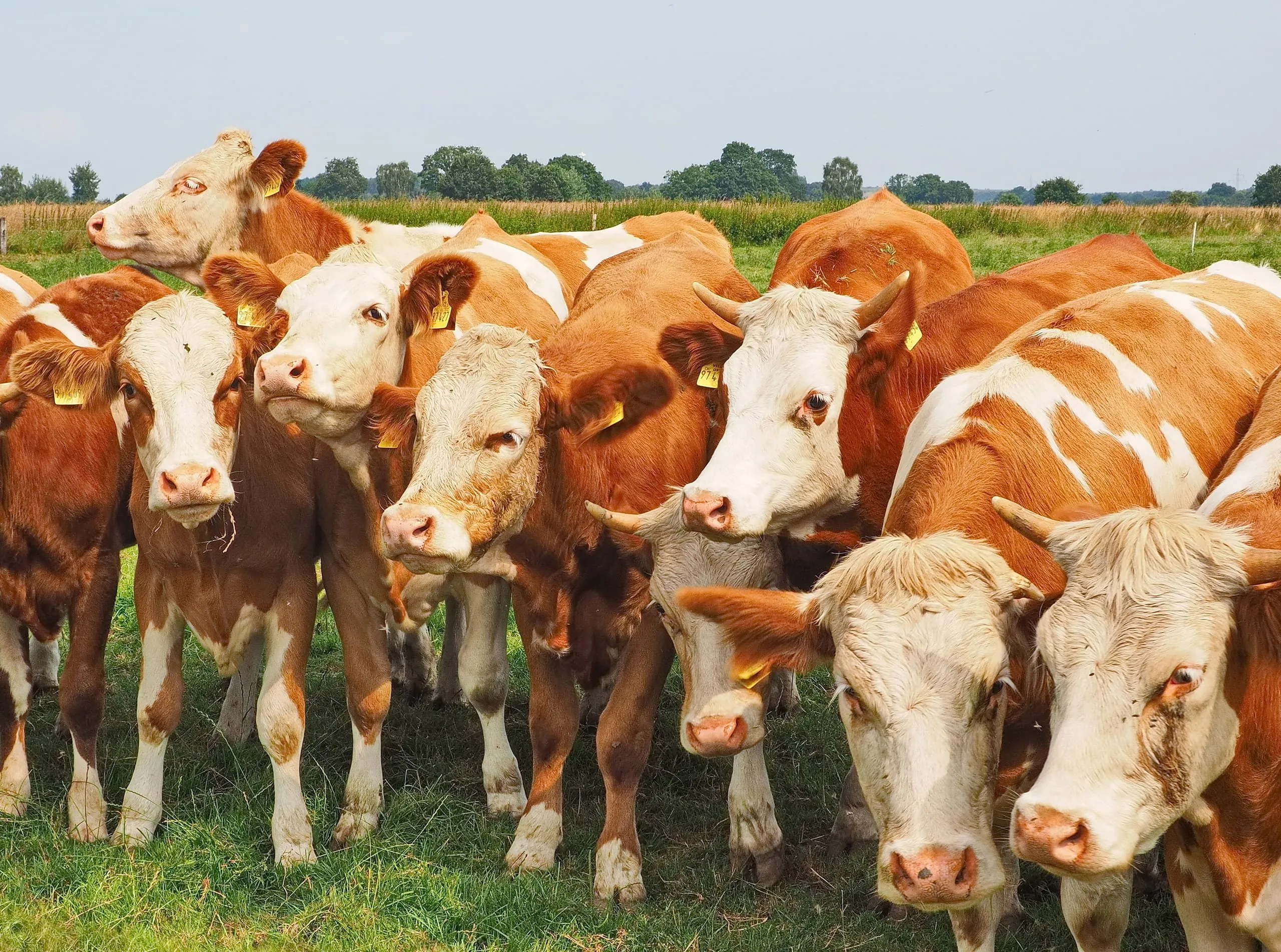 Schweine teurer, Rinder billiger