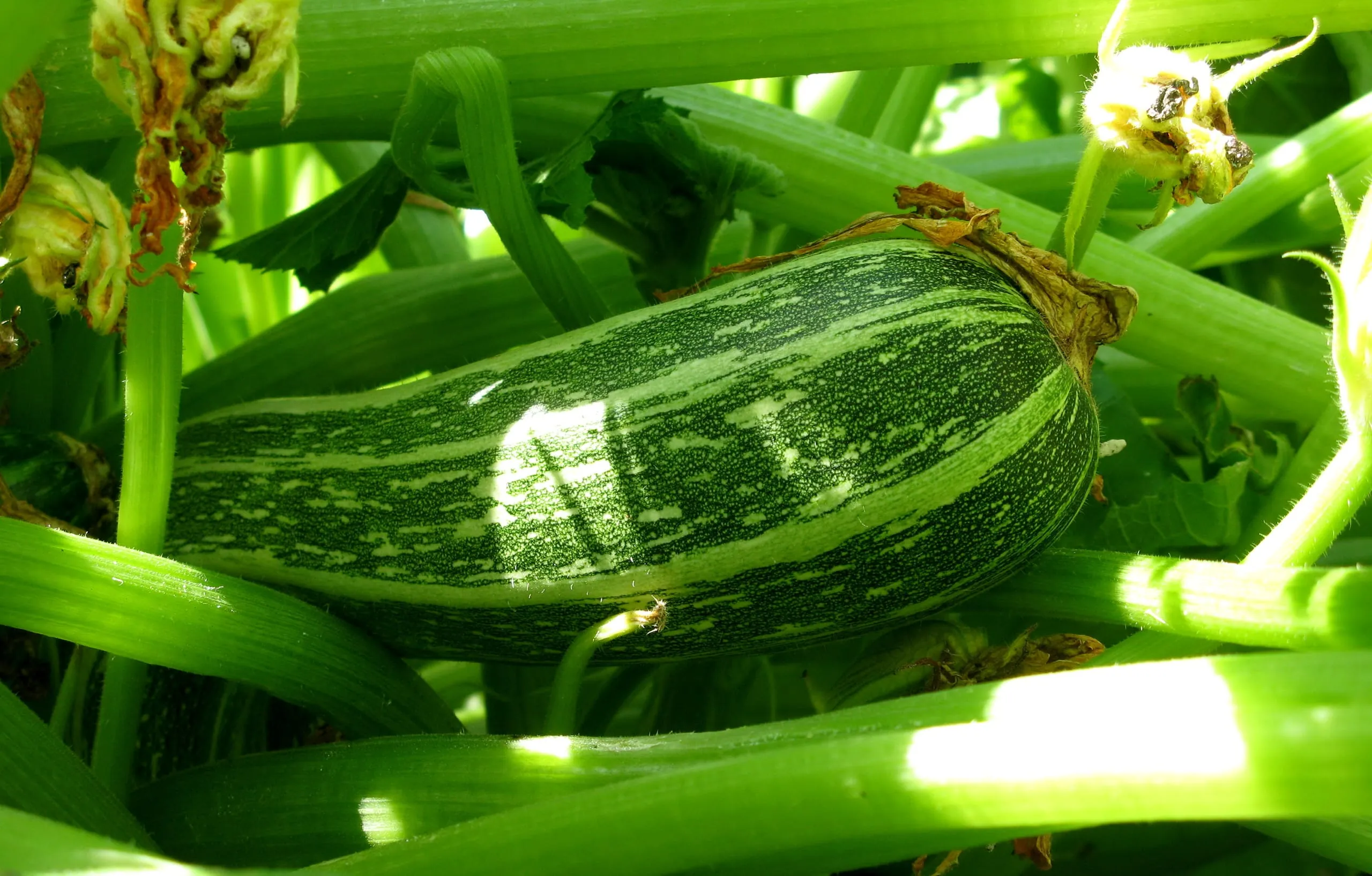 Zucchini – das Chamäleon in der Küche