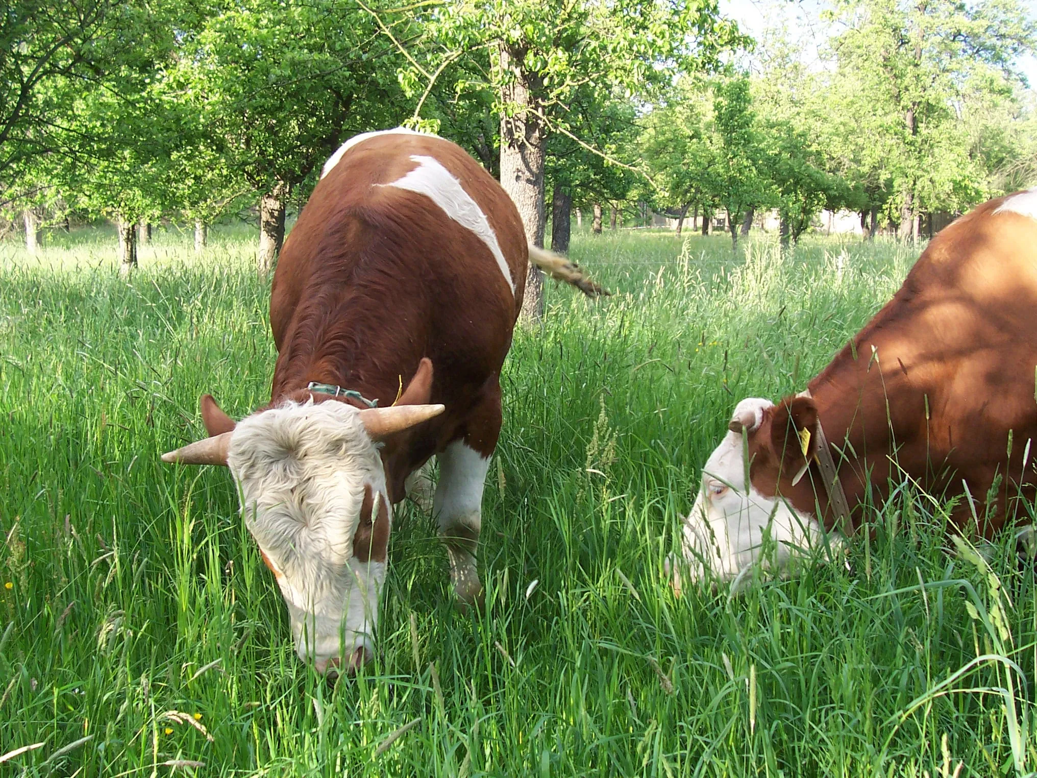 Food-Trends 2024: Haupttreiber sind Krisen