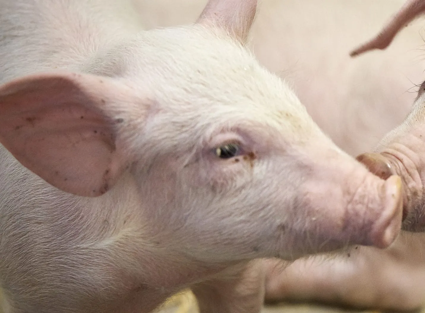 Erzeugerpreise für Schlachtschweine erneut gestiegen