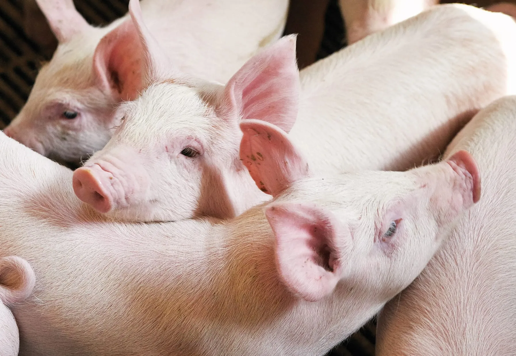 Erzeugerpreise für Schlachtschweine weiter gestiegen