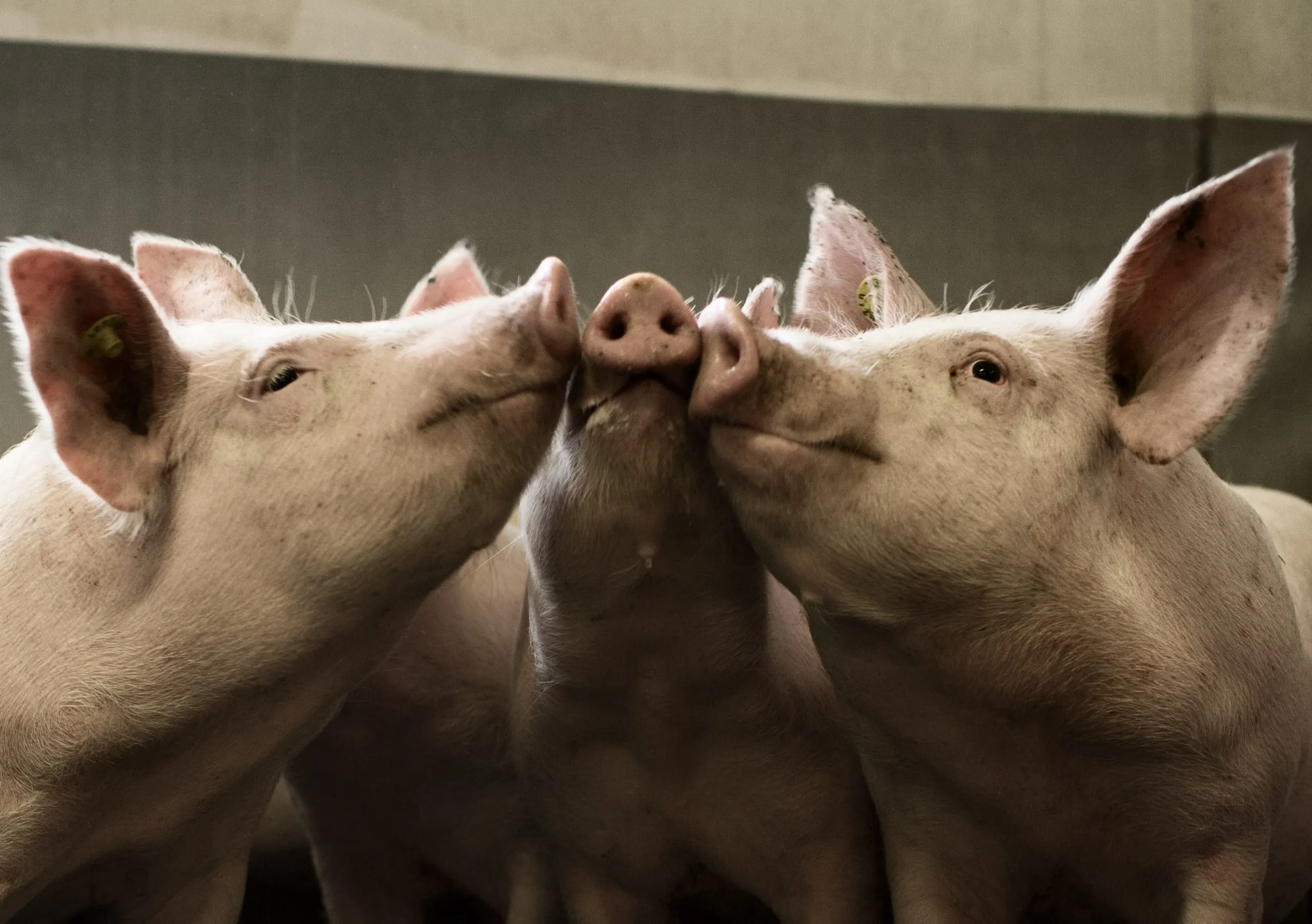 Schweinefleisch im Juli 2023 deutlich teurer
