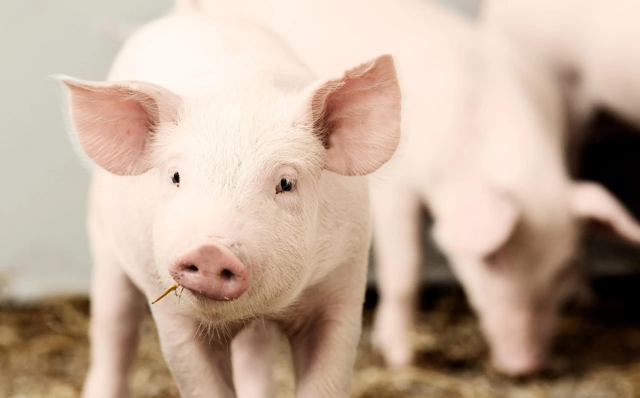 Steigende Erzeugerpreise für Schlachtschweine