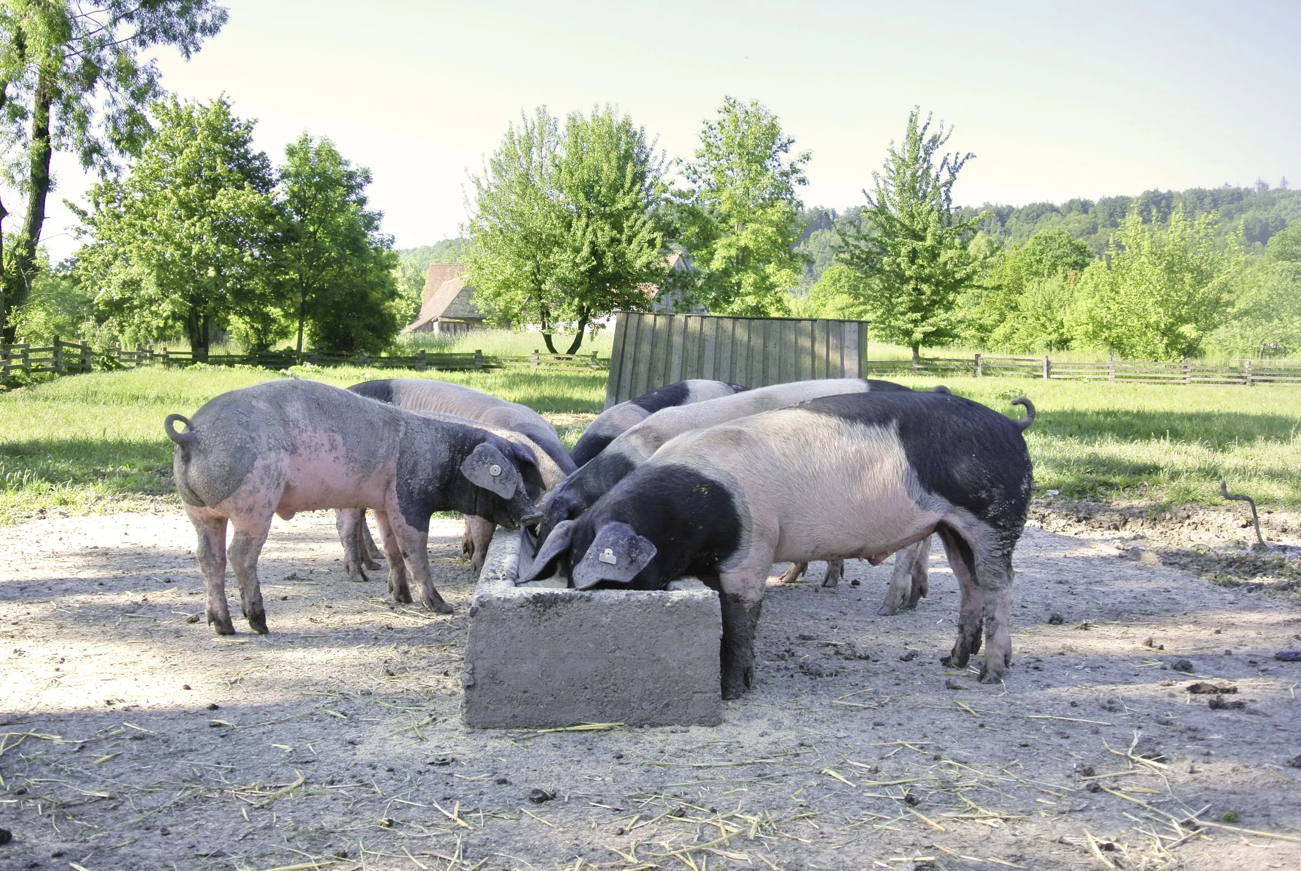 Klimaschutz: BESH gewinnt Forschungsprojekt